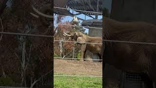 Chillest dude in the zoo.#sandiego#sandiegozoo#zoo #animals #fun #california#usa #elephant#comedy