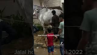 Jalal house Qurbani 2022 Shan e Bolachistan