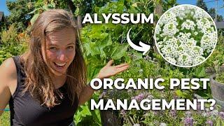 Sweet Alyssum: The SUPER COMPANION PLANT