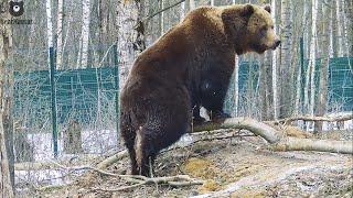 Жестокое нападение медведя на...дерево
