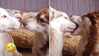 FUNNIEST Huskies | Normal dogs vs Huskies | 10 Minutes Best Videos | Part 12