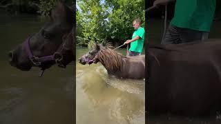 Taking Our Mini Horse SWIMMING!
