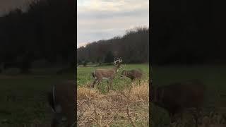 Buck Fight!