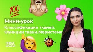 НШ | Биология. Классификация тканей. Функции ткани. Меристема