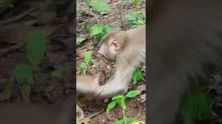 Everyday Monkey Lifestyle 61 #short #Monkey #Popular