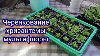 Хризантема мультифлора. Пришло время черенковать хризантему.