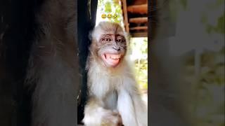 Beautiful laugh #shorts #monkey #funny