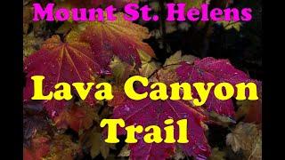 Mount St. Helens Creature Search: Lava Canyon Trail