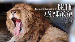 Лев ВИТЯ.️ Новая встреча и новая радость! Life of lions