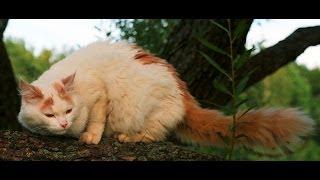 Animal Planet   :  Cats 101 ~ Turkish Van