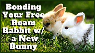 Bonding Your Free Roam Rabbit With a New Bunny