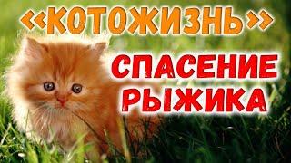 НАХОДКА И СПАСЕНИЕ КОТЕНКА-РЫЖИКА!  КОТОЖИЗНЬ! - СМОТРИТЕ ПРОДОЛЖЕНИЕ ПО ССЫЛКЕ В ОПИСАНИИ!