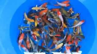 High grade koi Mix Koi Carp fish for sale @ love aquatics