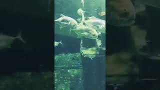 Crevalle Jack at the NC Aquarium at Pine Knoll Shores #ncaquarium #Crevallejack