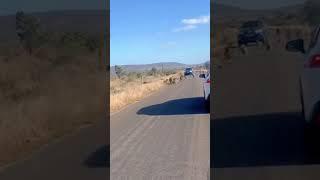 Leopard VS Bamboons!