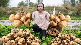 Harvesting JICAMA, Harvesting PEANUTS...Goes To The Market Sell -Making garden / Cooking