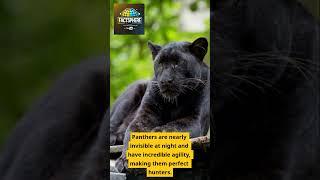 5 Fascinating Facts About Panthers #shorts #Panthers #WildlifeFacts