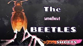 The Smallest Beetles #Shorts