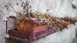 5 trick You Can Try to Revive Almost Any Dead Plant - Gardening Tips