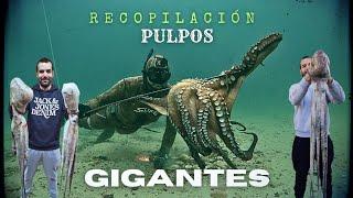 Top 15 Giant Octopuses - The Biggest and Most Epic Octopuses I've Ever Caught - Spearfishing Galicia