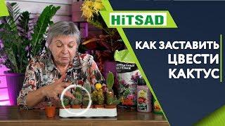 КАКТУС ТОЧНО ЗАЦВЕТЁТ ️ Как добиться цветения у кактусов ️ Все ли кактусы цветут