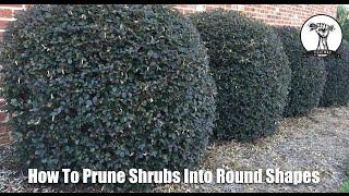 How to Prune Shrubs and Bushes