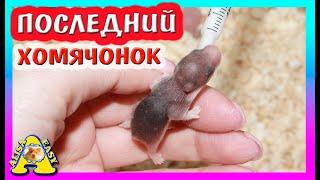 СКОЛЬКО ХОМЯЧАТ У ФАНТЫ / СПАСЕНИЕ ХОМКИ / СИРИЙСКИЕ ХОМЯЧАТА / Alisa Easy Pets