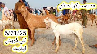 Madrasa Bakra Mandi update | makhi chena bacche | Qurbani 2026 | gillani goat farm