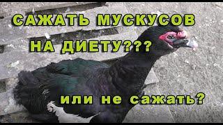 Ожирение у мускусных уток, что же делать?