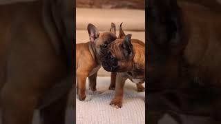 Cutest French Bulldog puppies ️ #frenchbulldogpuppies #frenchbulldogpuppy #doglove #babyanimals