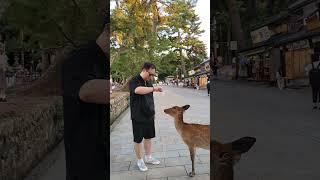 센배 하나로 꽃사슴에게 인사받기 #오사카 #나라공원 #사슴 #꽃사슴 #센배