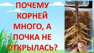 ПОЧЕМУ КОРНИ ЕСТЬ НА ЧЕРЕНКЕ ВИНОГРАДА, А ПОЧКИ НЕ ПРОСЫПАЮТСЯ? Проблемы при укоренении черенков.