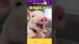 #shorts 돼지날다. funny video #pig #humor #유머 #funny #funnyvideo