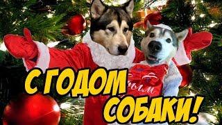 ПОЗДРАВЛЕНИЕ С НОВЫМ ГОДОМ 2018 ! С ГОДОМ СОБАКИ 