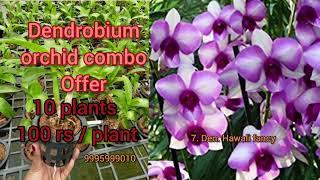 dendrobium orchid combo offer sale 100 rs / plant 9995999010