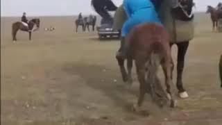 #Buzkashi #Kokpar #Kokboru #Horse