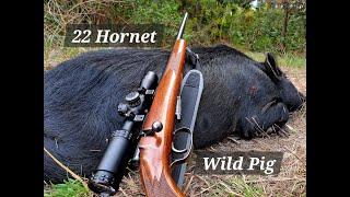 22 Hornet Hunt Spot and Stalk Feral Pig