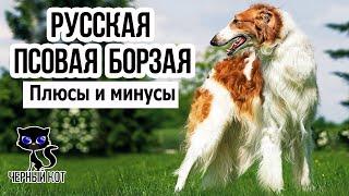  Русская псовая борзая: плюсы и минусы породы