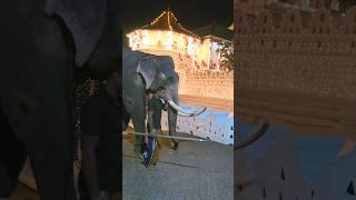 ඉන්දි රාජා පෙරහැර නිමකර ගාලට යාම|Indi raja#elephant #tusker #viralvideo #shots #shorts