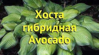 Хоста гибридная Авокадо. Краткий обзор, описание характеристик hosta hybrida Avocado