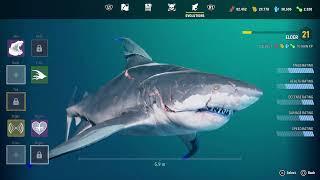 Maneater Elder shark
