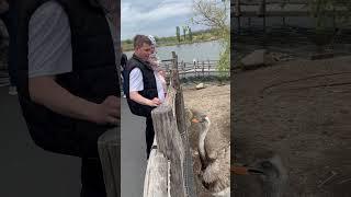 Страус хотел руку  откусить #папе #настяшарипова #настя #шарипова
