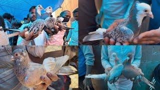 jama masjid kabutar market Delhi pigeon market gole kabootar madrasi fancy