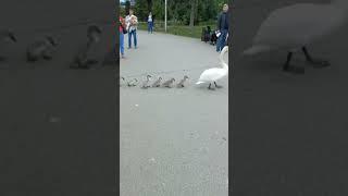 Лебедь -мать ведёт своих деток через дорогу, Симферополь- Гагаринский парк