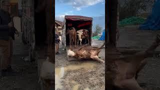 Tiktokta 22 MİLYON izlenen videom  #animals #kurbanlık #dana