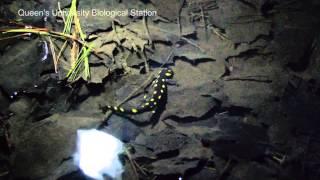 Yellow-Spotted Salamander (Ambystoma maculatum)