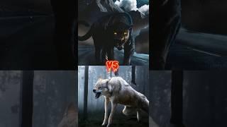 Black panther,Lion,Wolf, Tiger fight #animals #viral #shorts #fight #shortvedio #shortfeed #lion