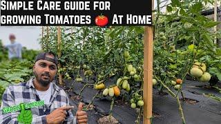 How To Help Tomatoes Grow Better   #greentgarden #tomato #gardening