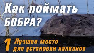 Как поймать бобра? Лучшее место для капкана!