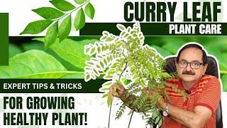 Curry Leaf Plant Care: Expert Tips & Tricks for Growing Healthy Plant!